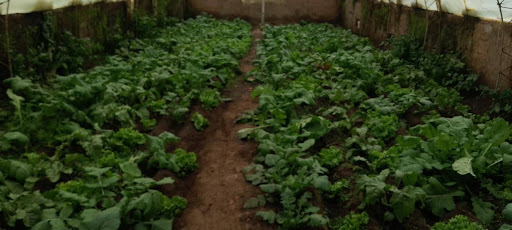 MANTENIMIENTO DE CARPAS SOLARES Y RIEGO A GOTEO