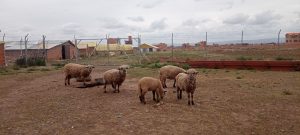 LUZ DE ESPERANZA RETOMA SUS ACTIVIDADES