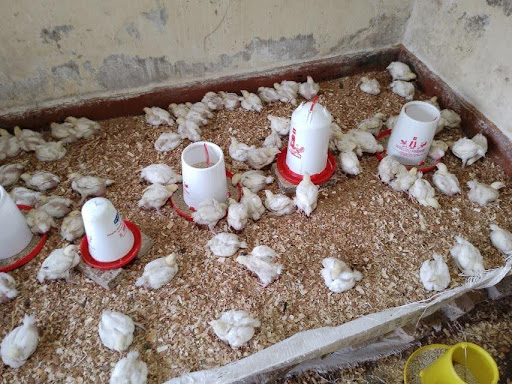 CRÍA DE POLLO DE ENGORDE EN LA SEDE DE LA ORGANIZACIÓN MAISON DE LA FEMME (MDF)